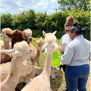 Feeding the alpacas at Beckside Care farm